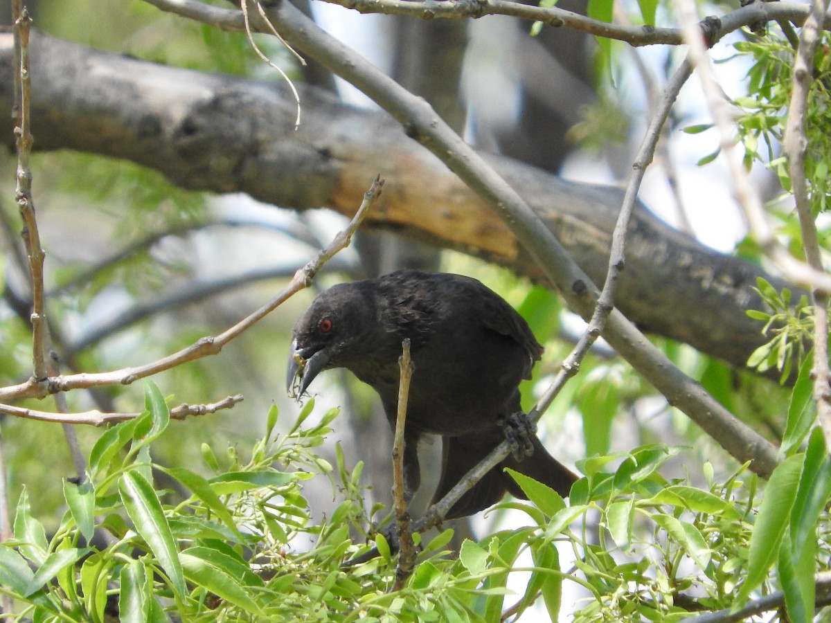 Bronzed Cowbird - ML27286791