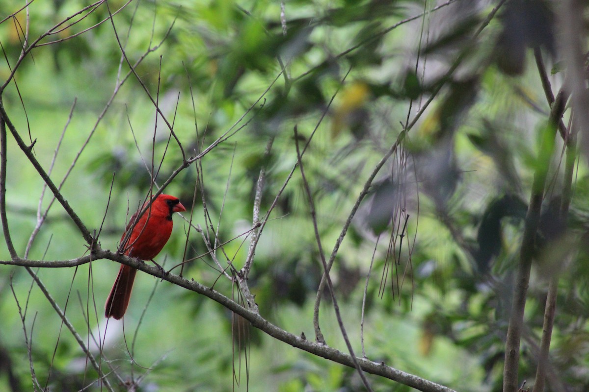 Northern Cardinal - ML27286801