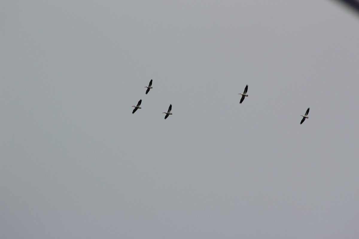 American White Pelican - ML27286901