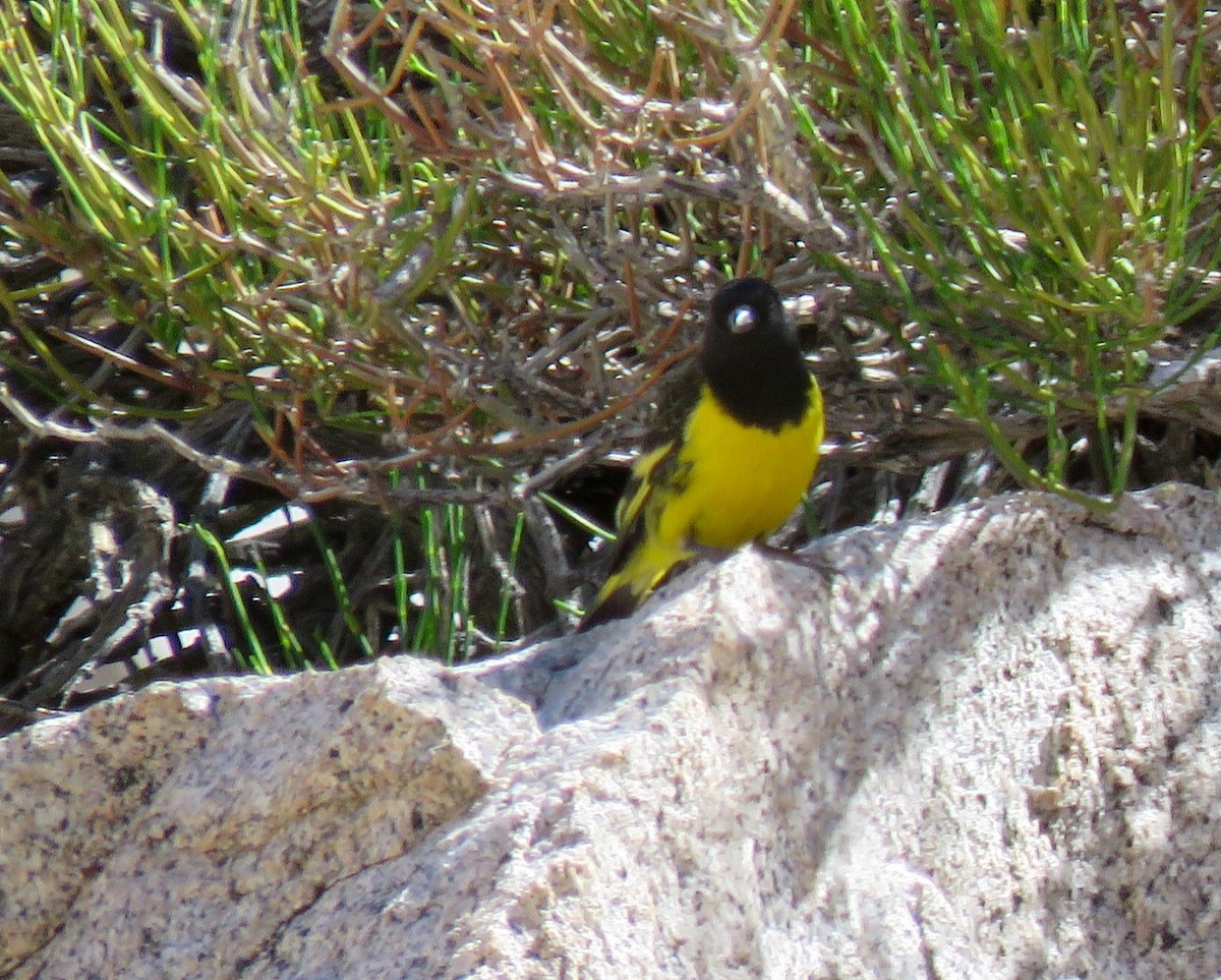 Yellow-rumped Siskin - ML272870081