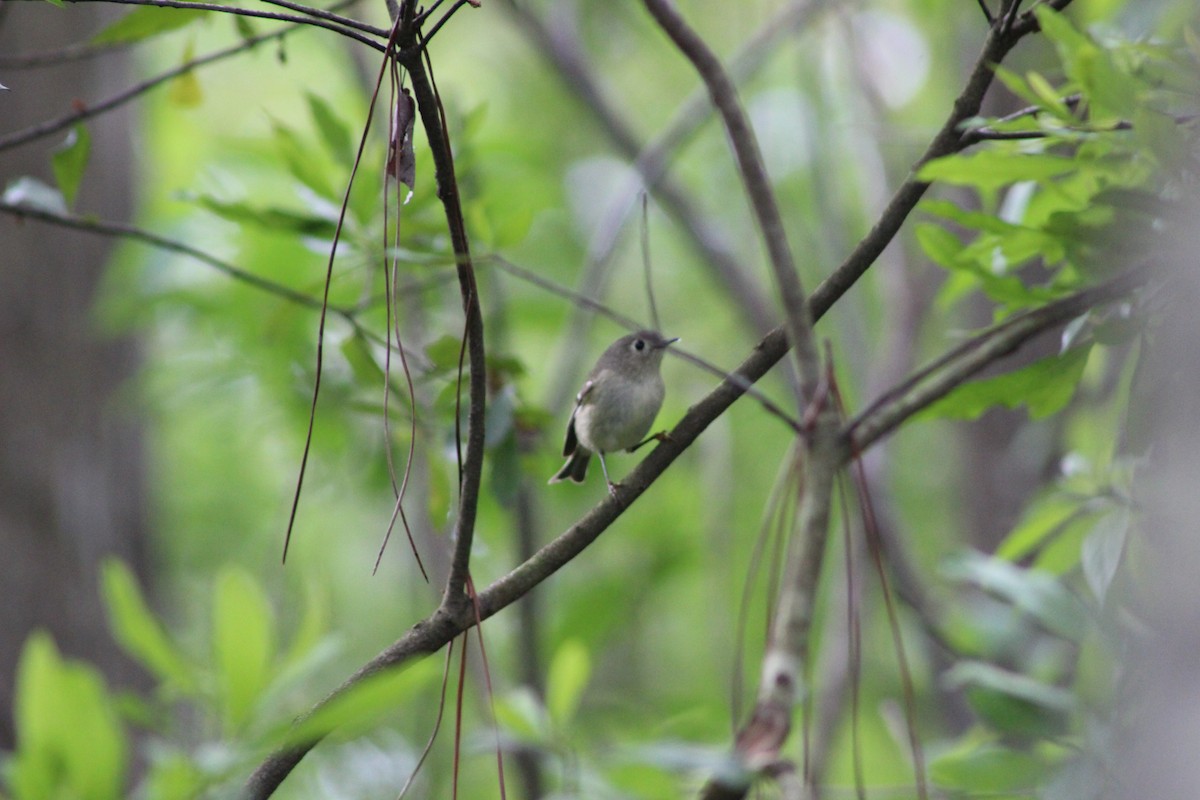 Ruby-crowned Kinglet - ML27287071
