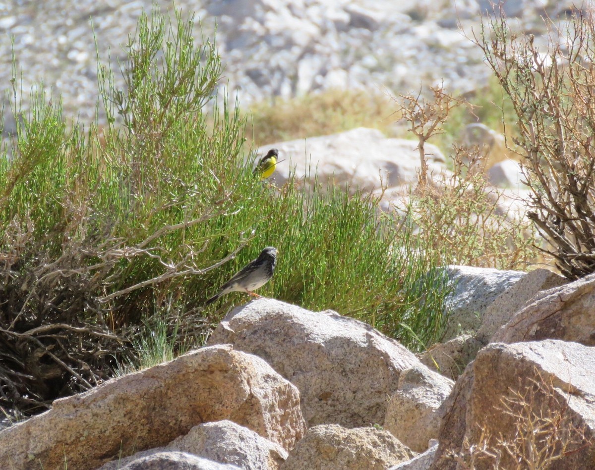 Mourning Sierra Finch - ML272870841