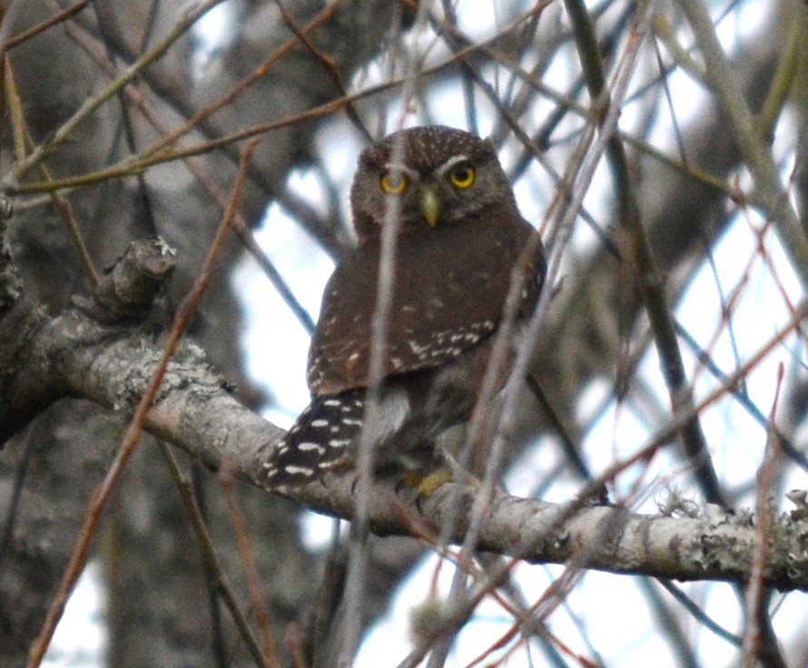 Ferruginous Pygmy-Owl - ML272870931