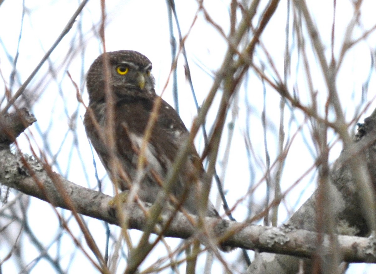 Ferruginous Pygmy-Owl - ML272870951