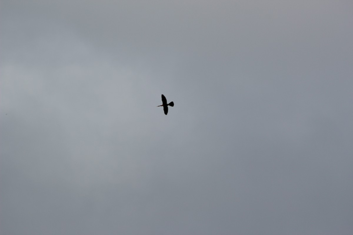 Anhinga - ML27287111