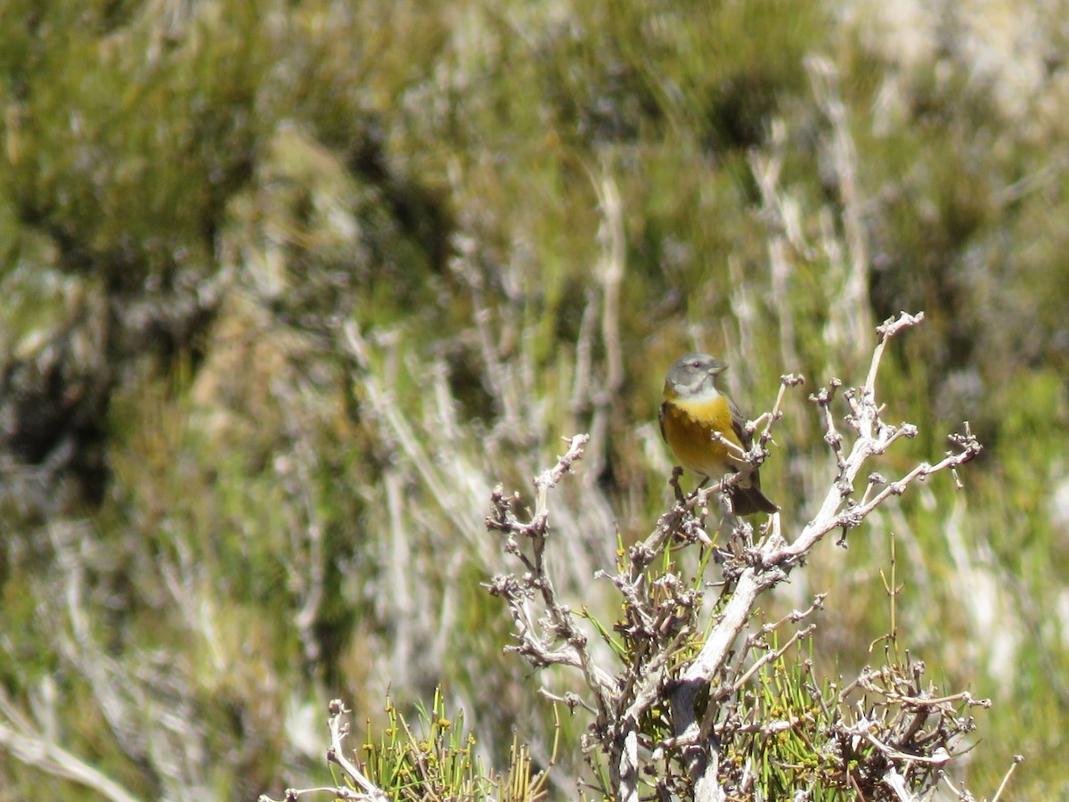 Gray-hooded Sierra Finch - ML272871361