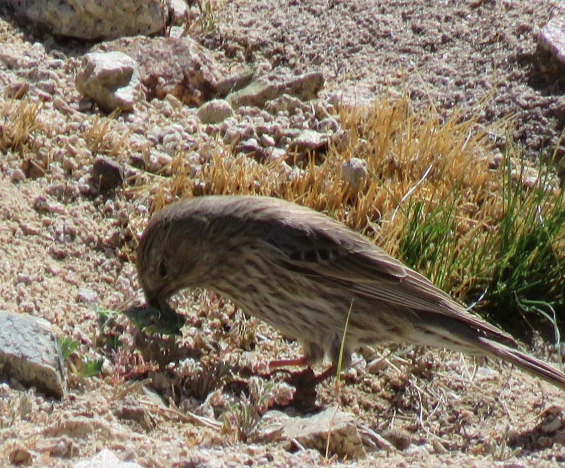 Plumbeous Sierra Finch - ML272871621