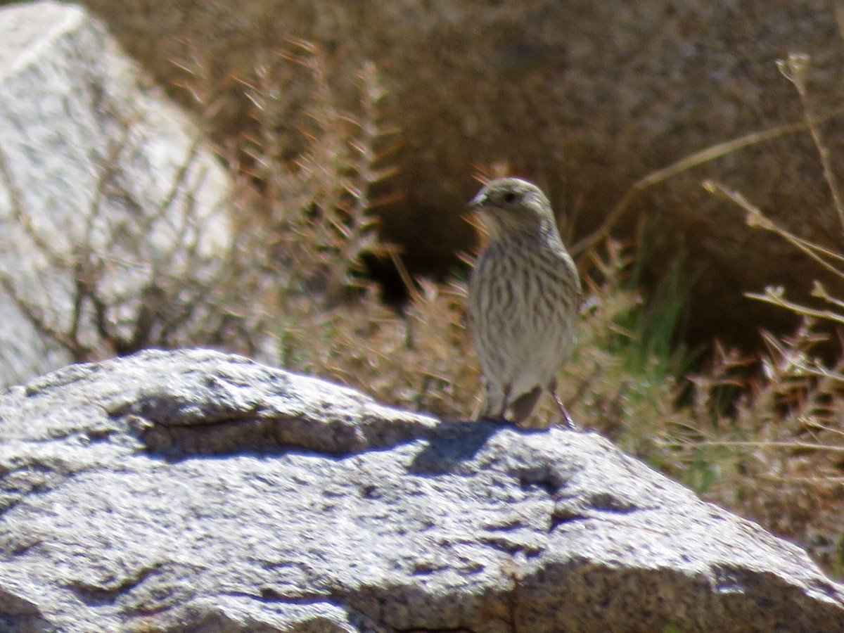 Plumbeous Sierra Finch - ML272871631