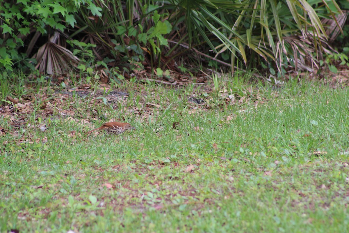 Brown Thrasher - ML27287171