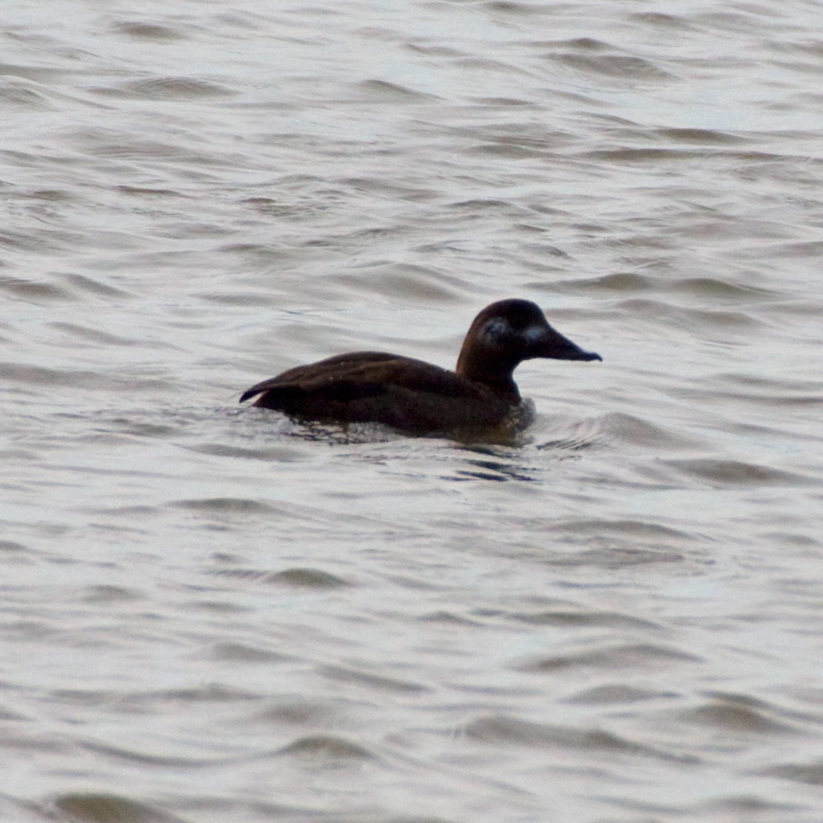 Surf Scoter - ML272871841