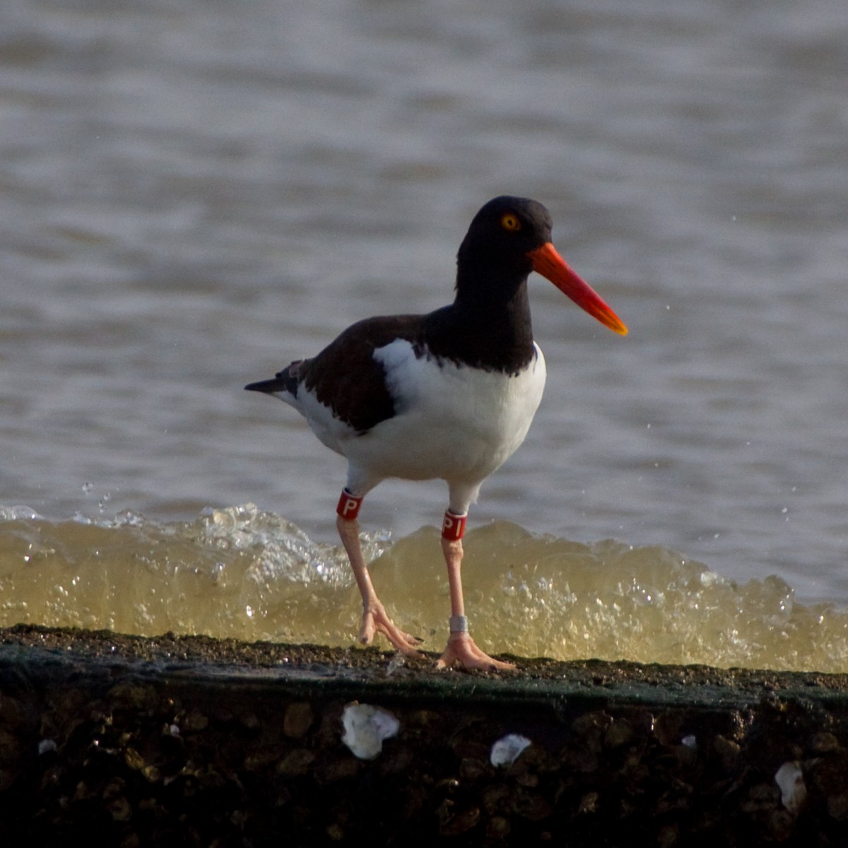 American Oystercatcher - ML272872091