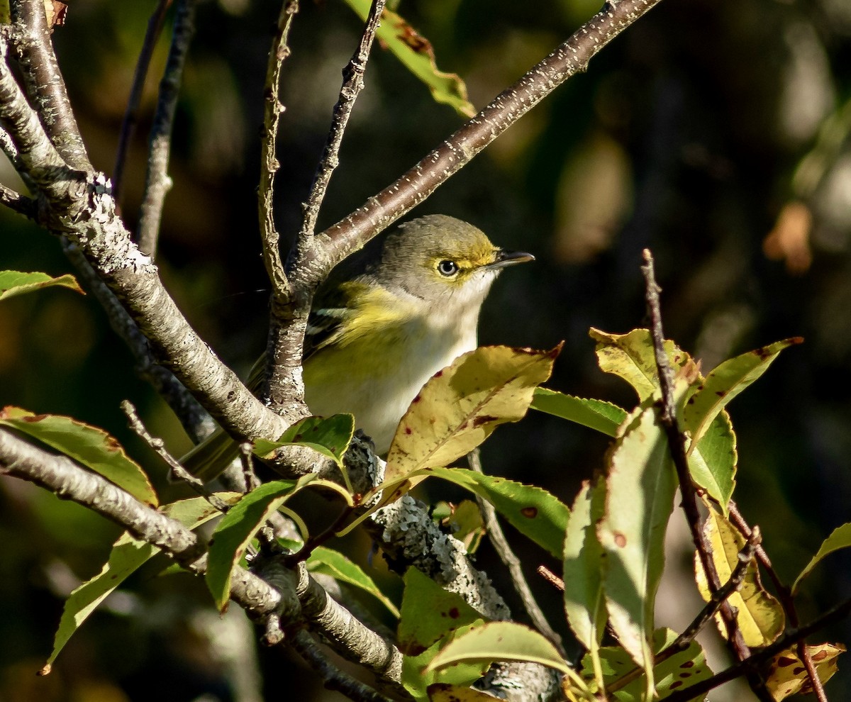 White-eyed Vireo - ML272872331