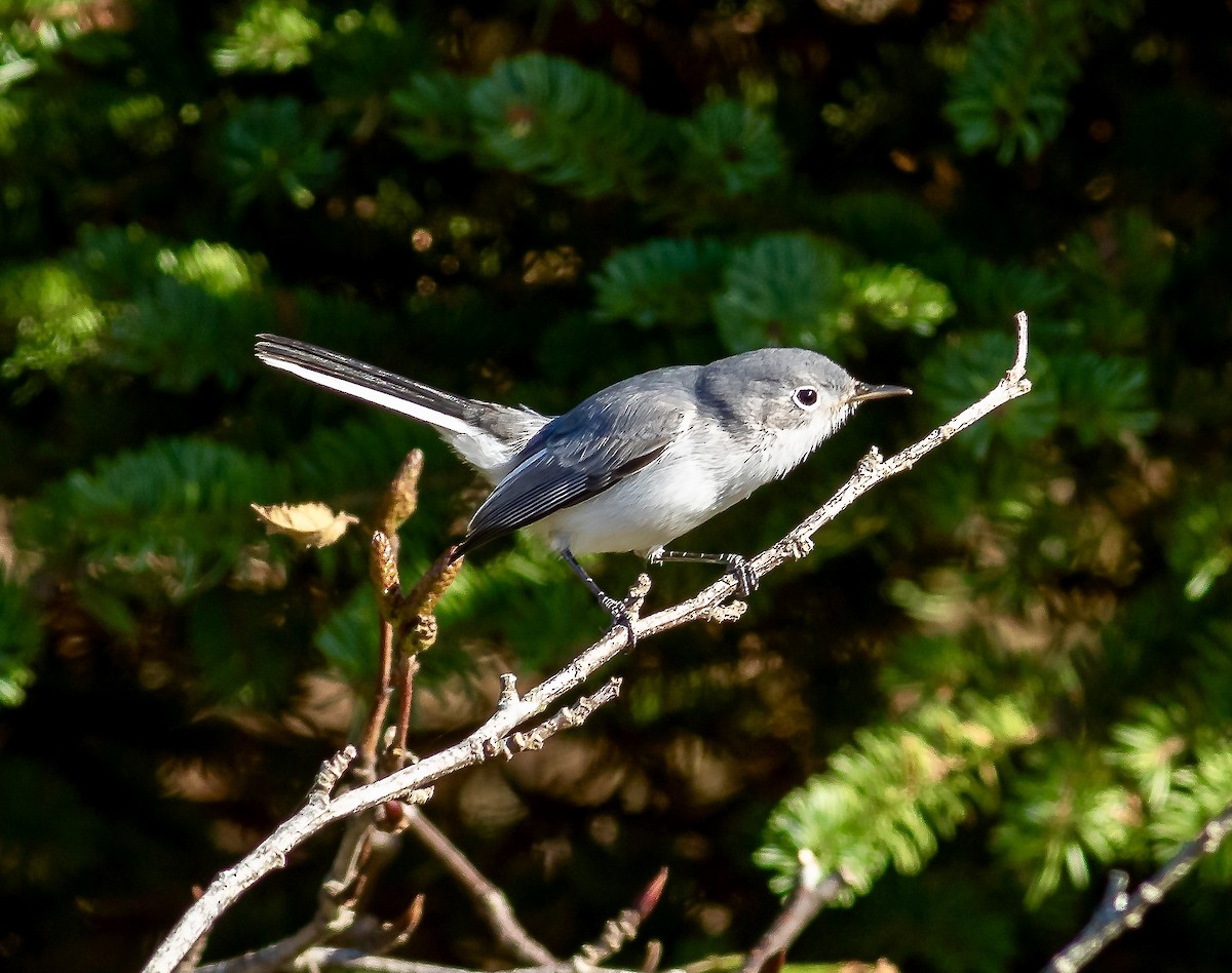 Blue-gray Gnatcatcher - ML272872391
