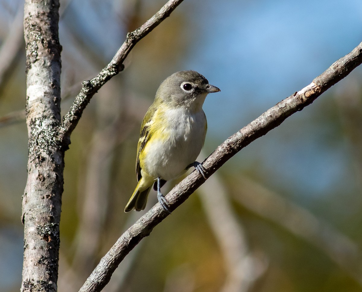 Blue-headed Vireo - ML272872961