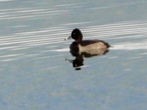 Ring-necked Duck - ML272873191