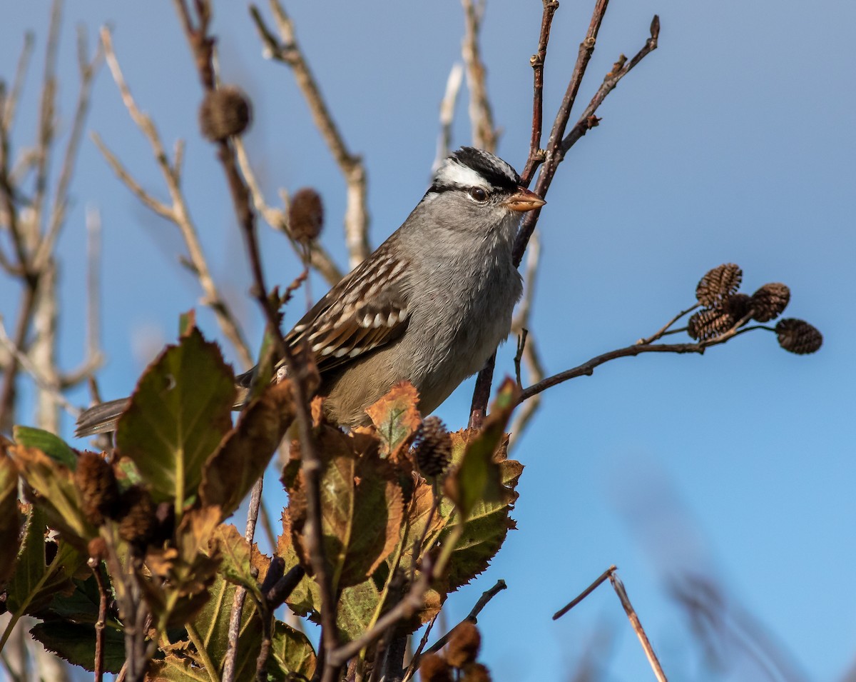 White-crowned Sparrow - ML272873201