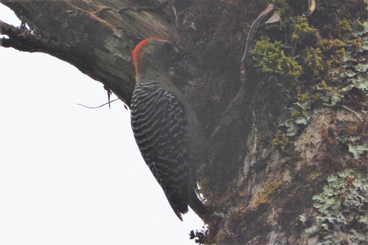 Red-crowned x Hoffmann's Woodpecker (hybrid) - David Hollie