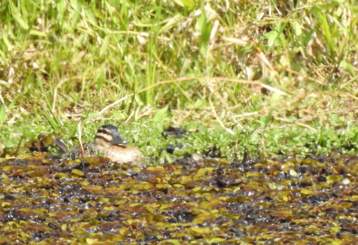 Masked Duck - ML272874051