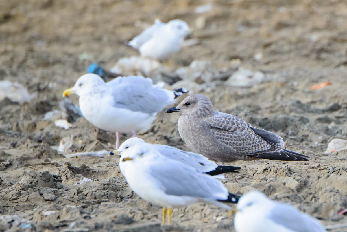 Iceland Gull - ML272874161