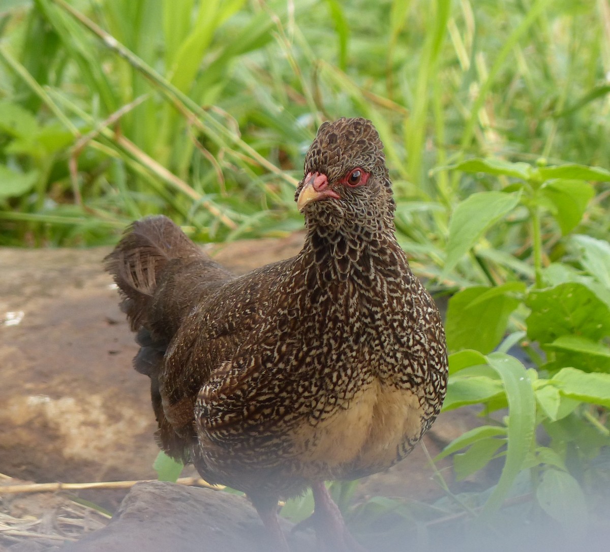 Stone Partridge - ML272875411