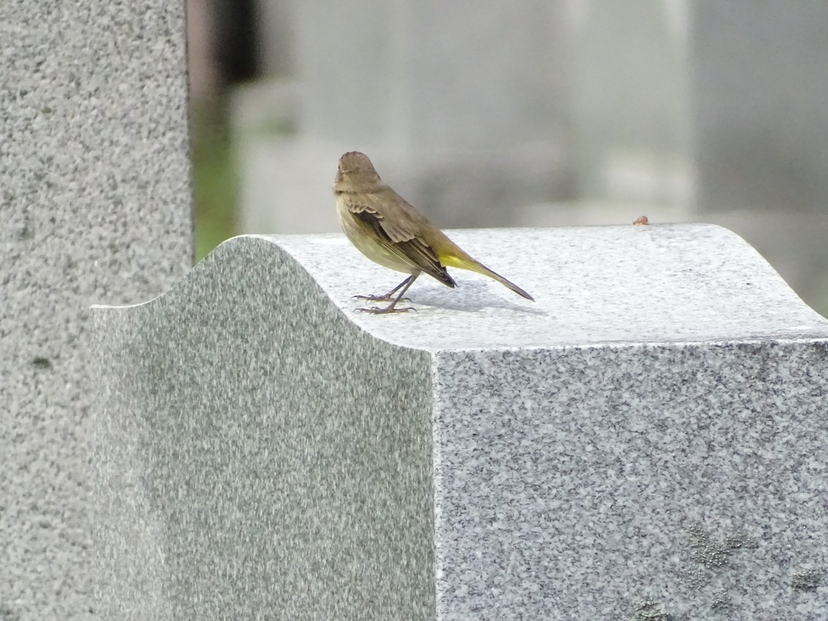 Palm Warbler - ML272875901