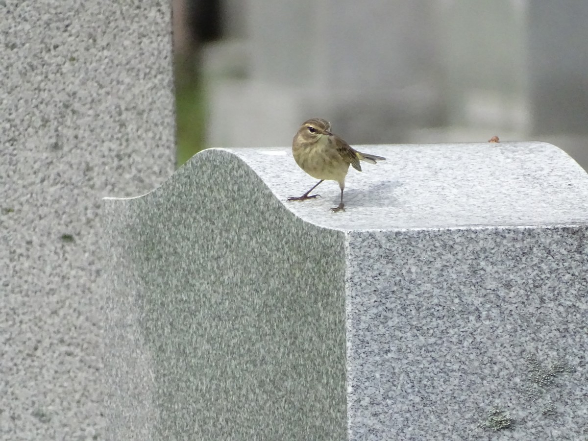 Palm Warbler - ML272875911