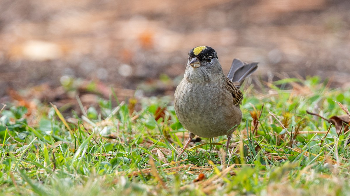Golden-crowned Sparrow - Louis Bevier