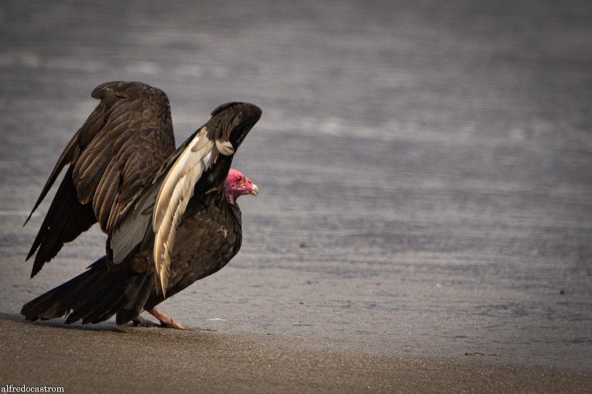 Turkey Vulture - ML272876481