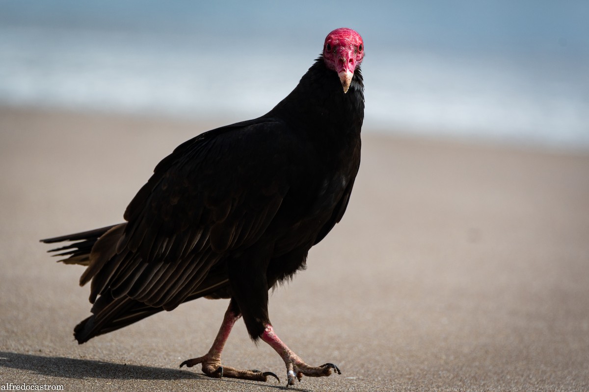 Turkey Vulture - ML272876501