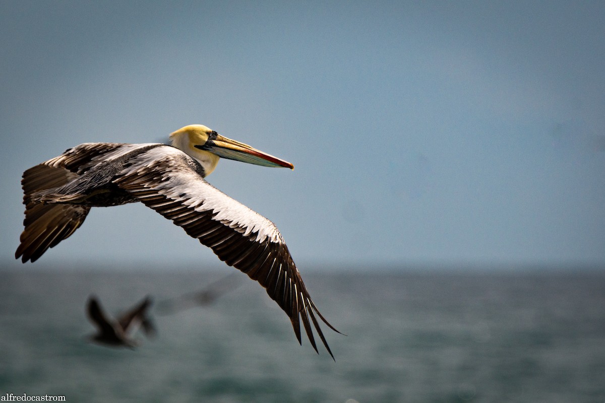 Peruvian Pelican - ML272877061