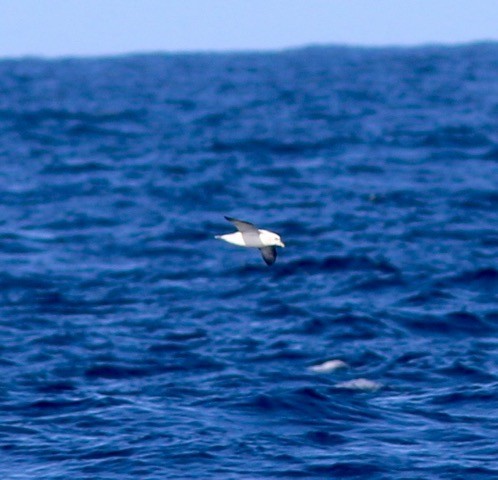 Fulmar boréal - ML272877481