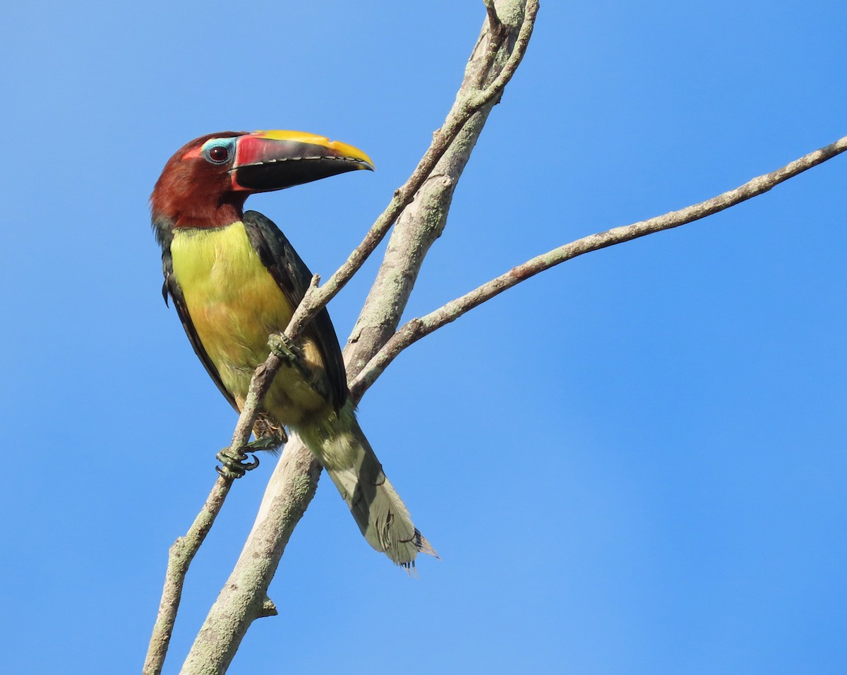 Green Aracari - sylvain Uriot