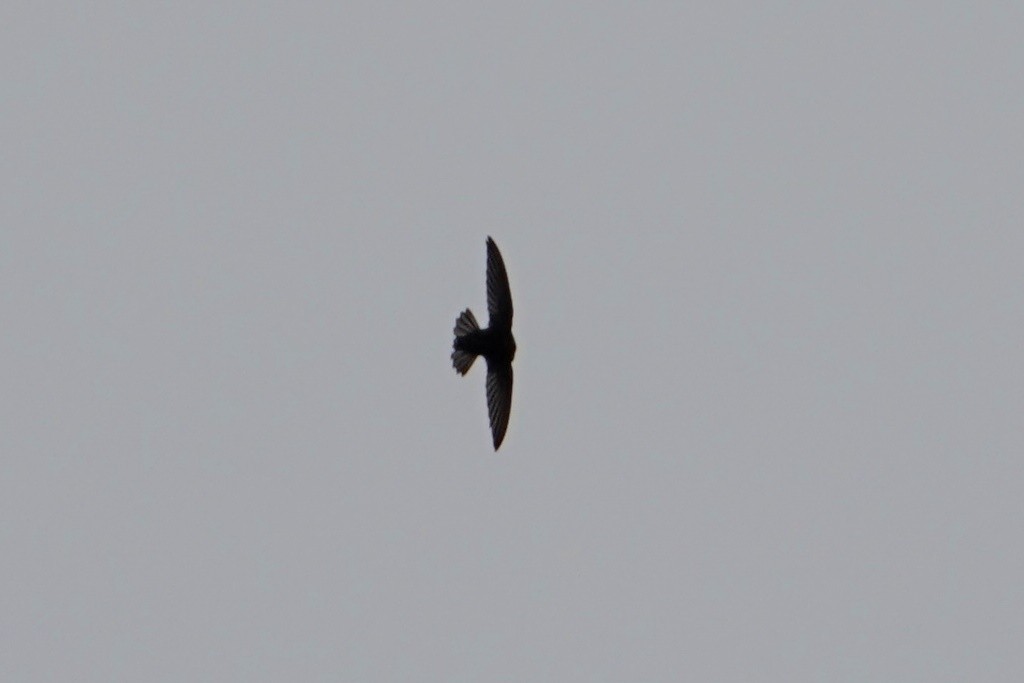 Silver-backed Needletail - JingZu Tu