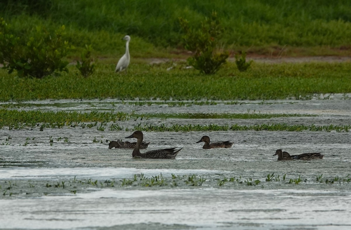 Canard pilet - ML272878941