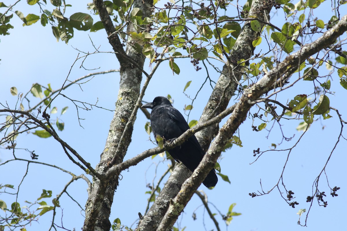 Large-billed Crow - ML272880541