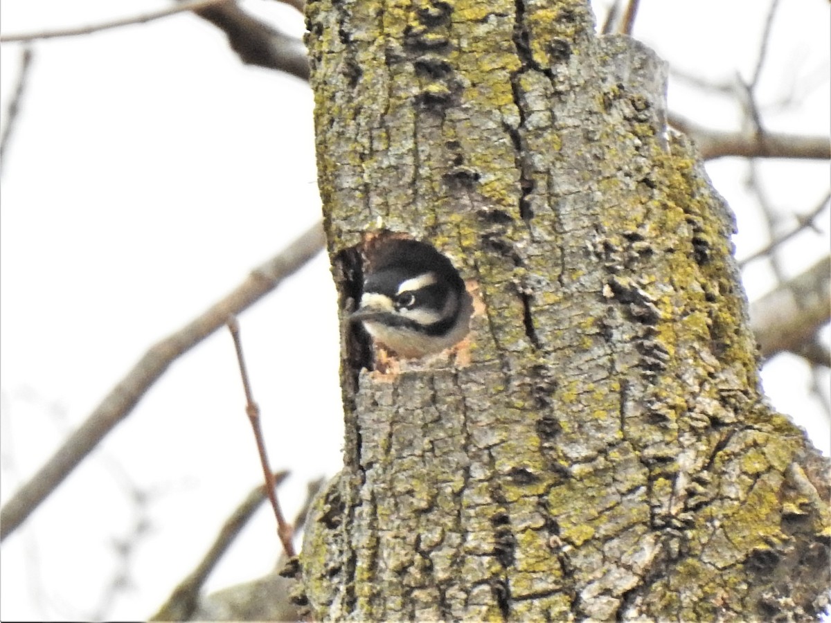 Downy Woodpecker - Susan Brauning