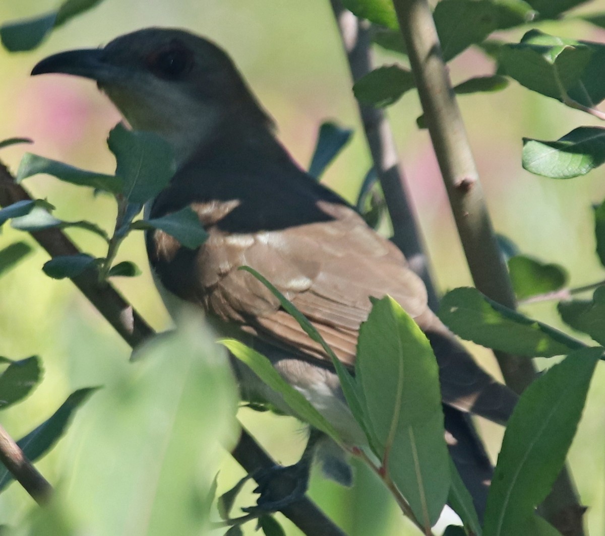 Black-billed Cuckoo - ML272881721