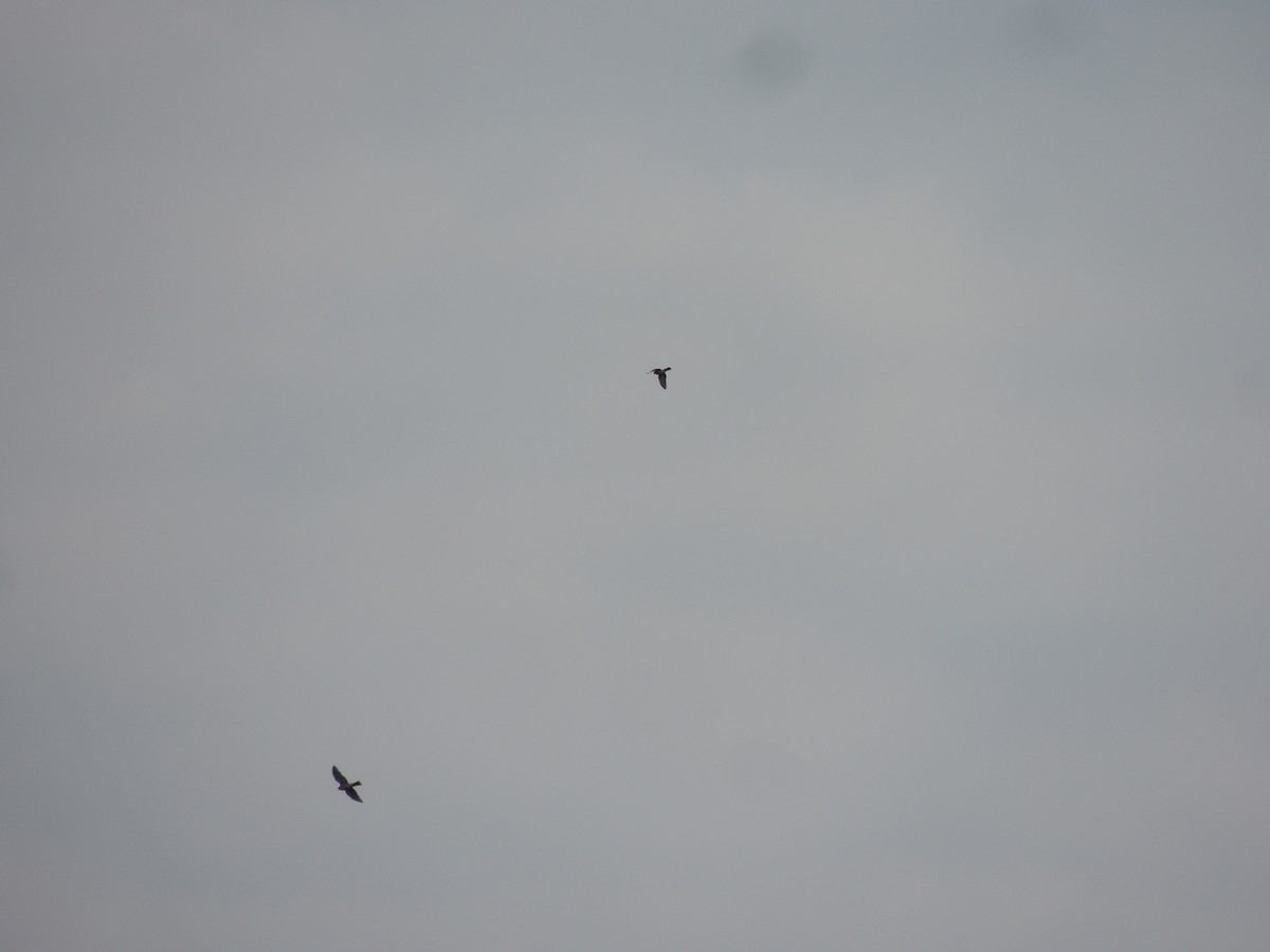 Falco sp. (halcón pequeño) - ML27288261