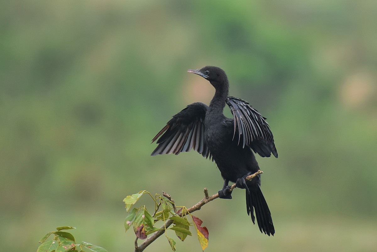 Little Cormorant - Dr Mohammed Umer  Sharieff