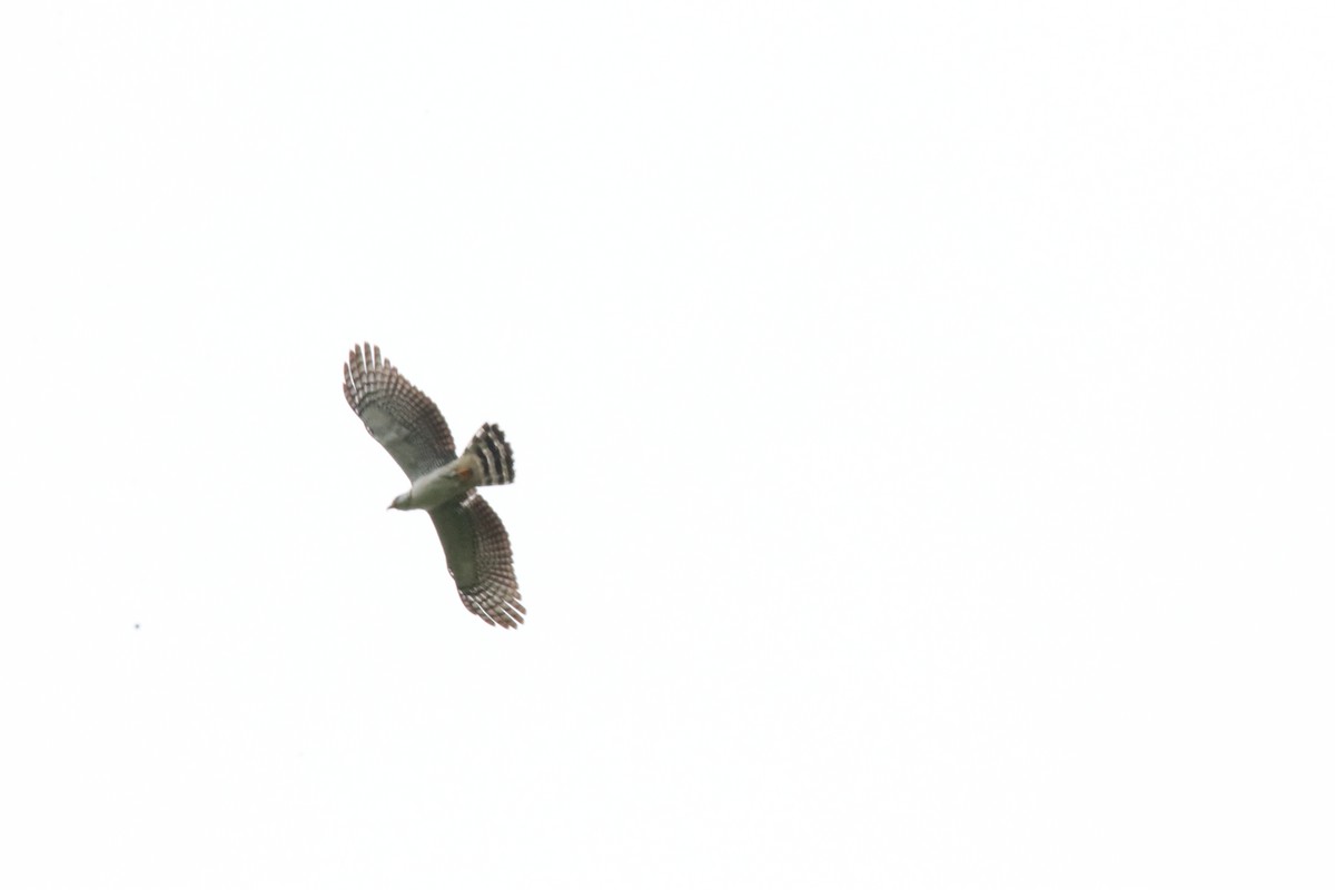 Hook-billed Kite - Leslie Penner