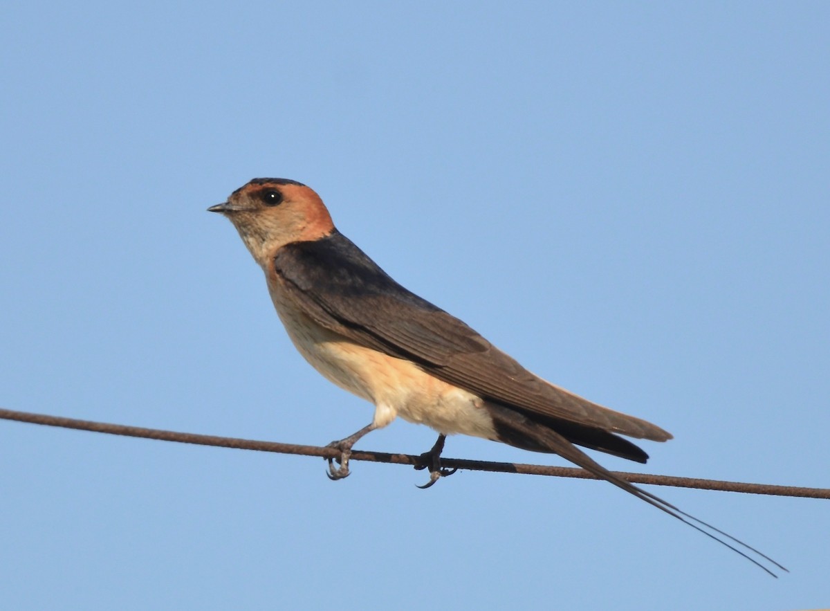 Red-rumped Swallow - ML272886371