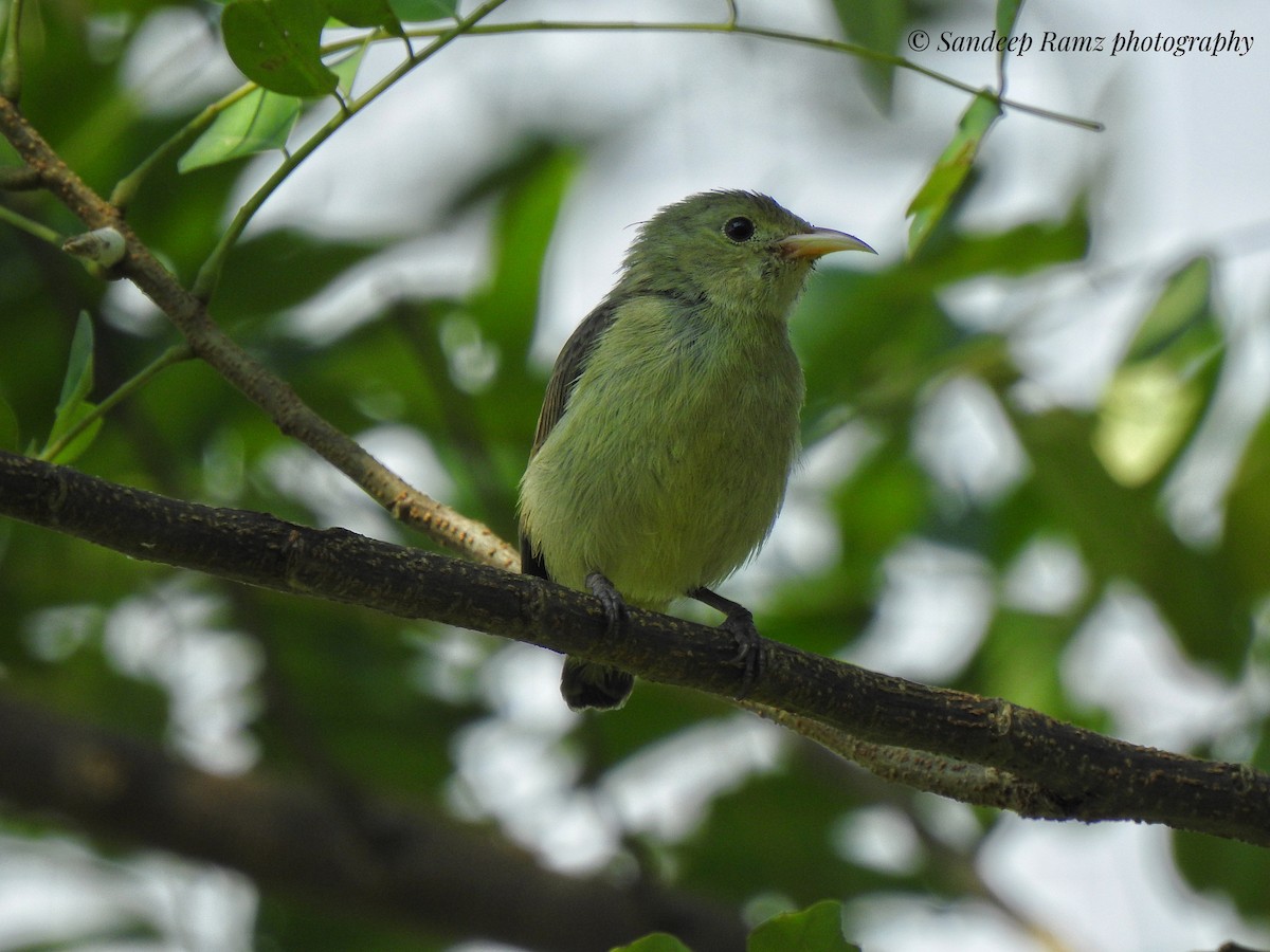 Pale-billed Flowerpecker - ML272886781