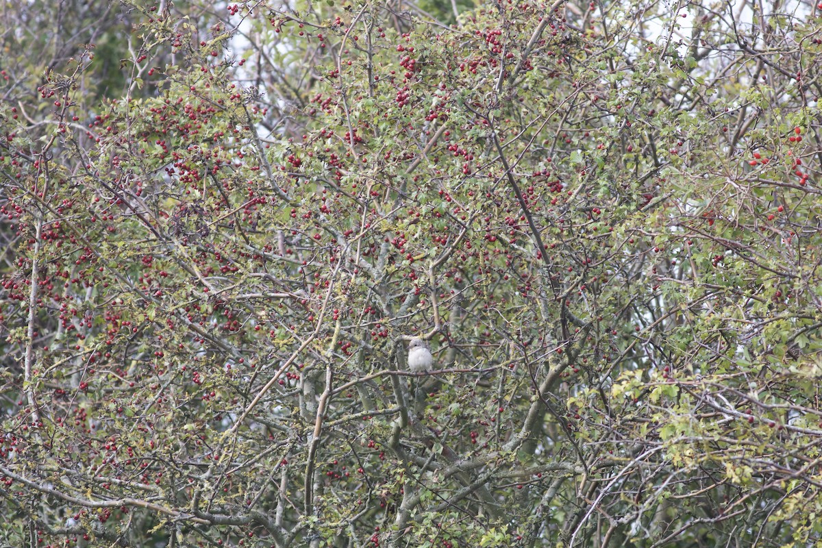 Ebird Checklist Oct Minnis Bay And Plum Pudding Island