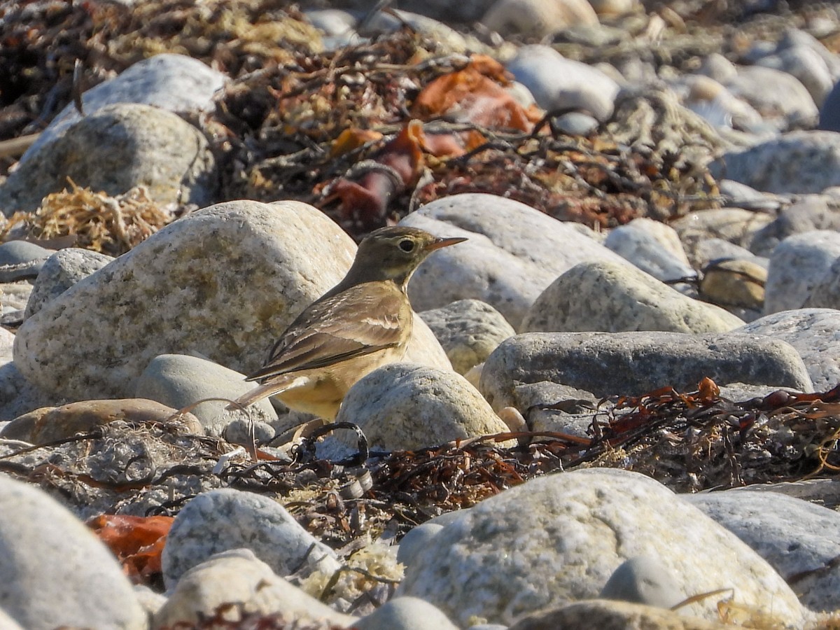 American Pipit - M. Pierre-Louis