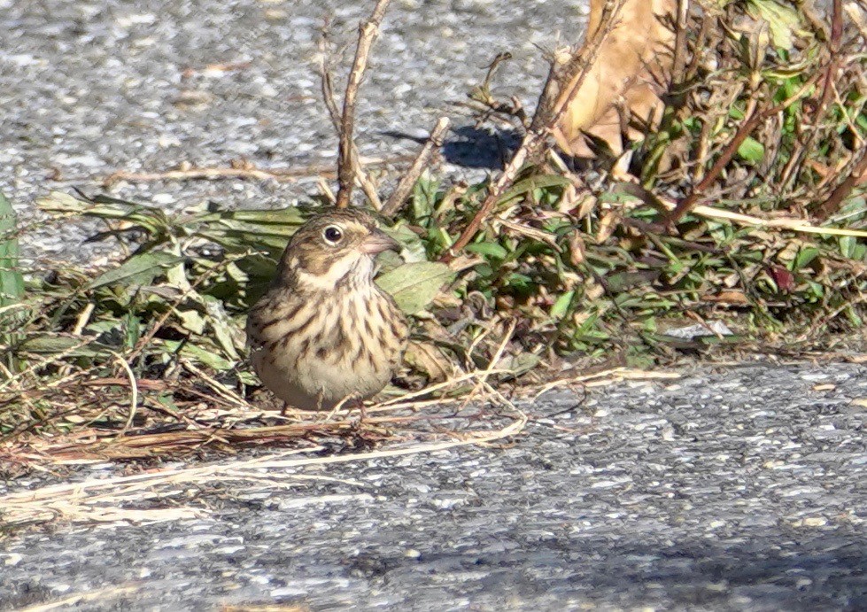 Vesper Sparrow - Frank Witebsky