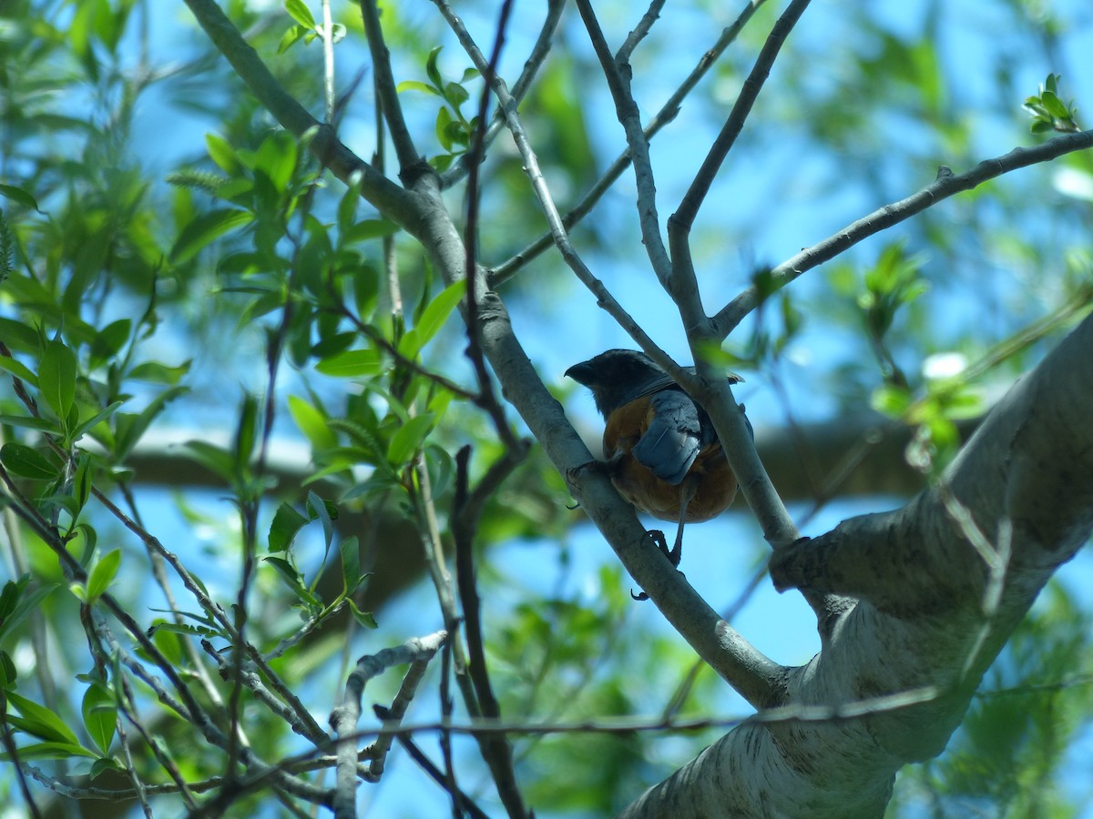 Rufous-bellied Mountain Tanager - ML272894211