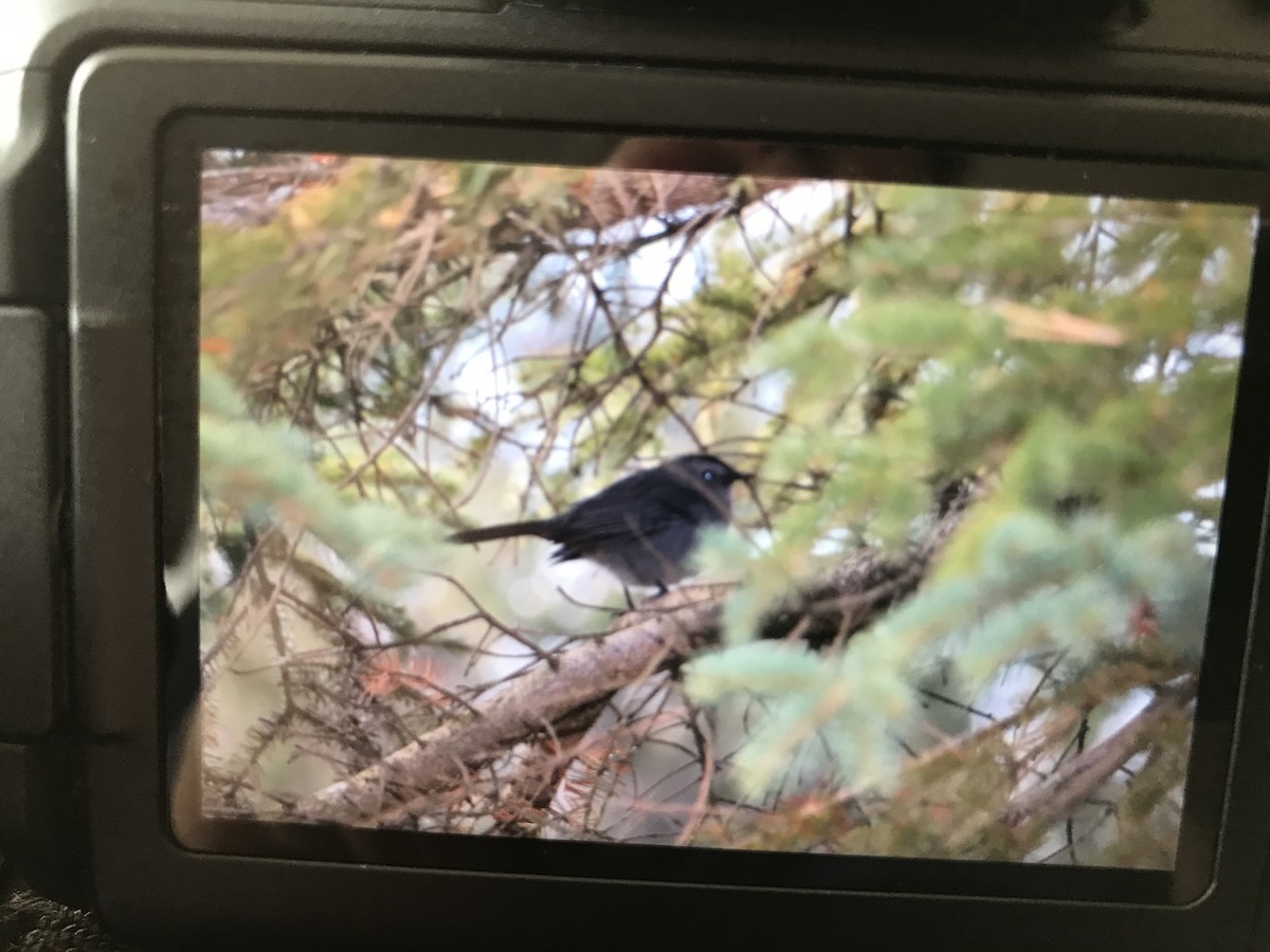 Gray Catbird - ML272895531