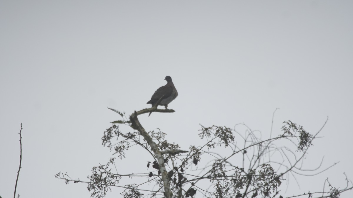 Pigeon rousset - ML272897711