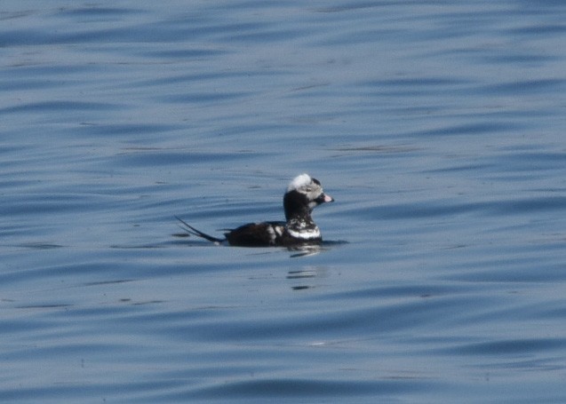 Long-tailed Duck - ML27290081