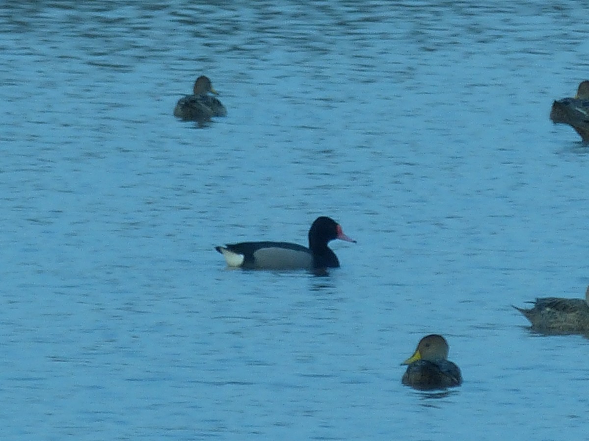 Rosy-billed Pochard - ML272901211